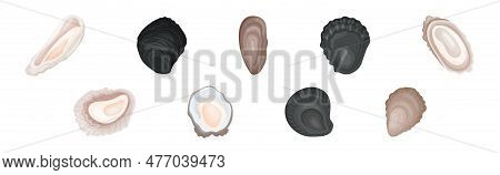 Oyster As Salt-water Bivalve Molluscs And Marine Delicacy Vector Set