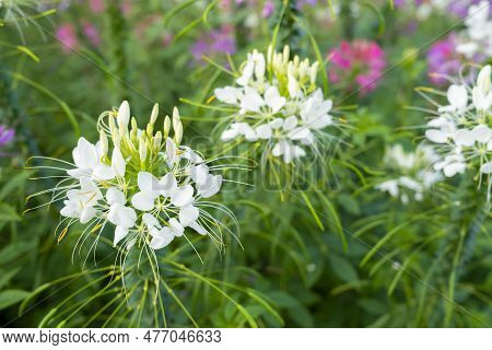 Close Up Flowers In The Garden Tarenaya Hassleriana