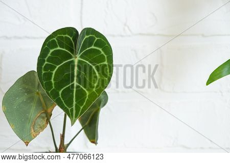 Shelving With A Group Of Indoor Plants In The Interior. Houseplant Growing And Caring For Indoor Pla