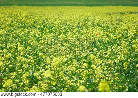 Background Of Yellow Rapeseed Or Canola Flowers. Canola Field, Blooming Canola Flowers Close-up. Bri