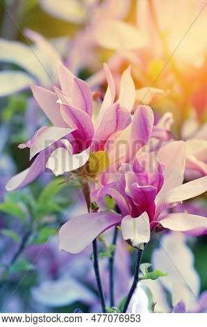 Magnolia Blooms Under The Sun, Pink Tones At Sunrise Or Sunset.
