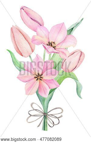 Watercolor Pink Tulips Bouquet. Spting Flowers Isolated On White Background.
