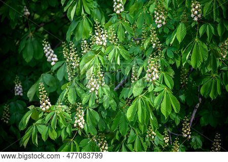 Cluster With White Chestnut Flowers. Chestnut Flowers Bloom In Spring. White Color Chestnut With Del