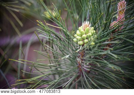 Close-up Of Pine Branch With New Small Pine Cone