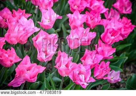 A Tulip Field In Holland With A Yellow Red Tulip Growing High Above The Other Tulips. The Single Tul