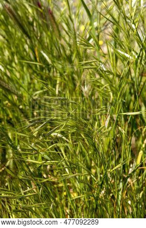 Spikelets Of A Perennial, Herbaceous Plant (bromus) From The Family (poaceae) Grows In A Meadow On A