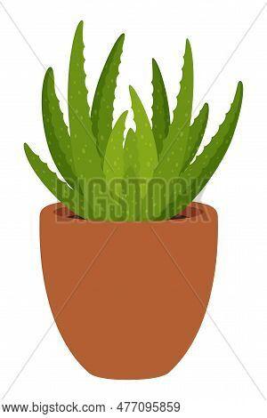 Succulent Gasteria In Pot. Home Or Office Compact, Low-maintenance, Drought-tolerant Houseplant With