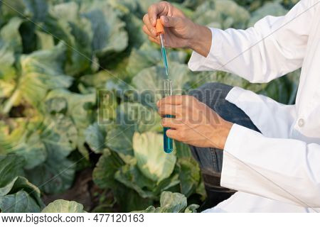 Scientist Check Chemical Food Residues On Outdoor. Control Experts Inspect Quality Of Fruits, Vegeta