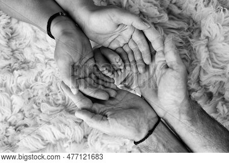 Feet Of The Newborn On The Palms Of The Parents. The Palms Of The Father And Mother Are Holding The 