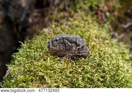 Couple Of Common Toads In Amplexus Among Moss