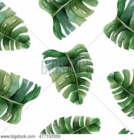 Green Monstera Leaves Tropical Watercolor Seamless Pattern On White Background With Jungle Rainfores