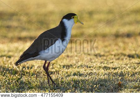 A Ground-dwelling Australian Adult Masked Lapwing -vanellus Miles, Novaehollandiae- Bird In Early Mo