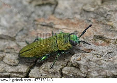 Closeup On The Colorful Green Metallic Jewel Boring Beetle, Anthaxia Hungarica Sitting On Wood