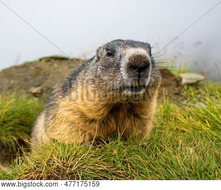 Cute Wild Groundhog Looking At The Camera With His Teeth Bared. Groundhog Standing On His Hind Legs.