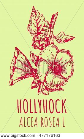 Vector Drawings Hollyhock. Hand Drawn Illustration. Latin Name Alcea Rosea L.