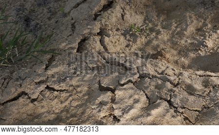 Sufrace Of The Ground Broken Up Due To Voles Digging Tunnels Underneath