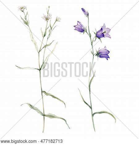 Close-up Of Blue Spreading Bellflower Flowers. Campanula Patula, Little Bell, Bluebell, Rapunzel. Ra