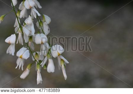 Yellowwood Tree Blooming In Central Park, Blurred Background