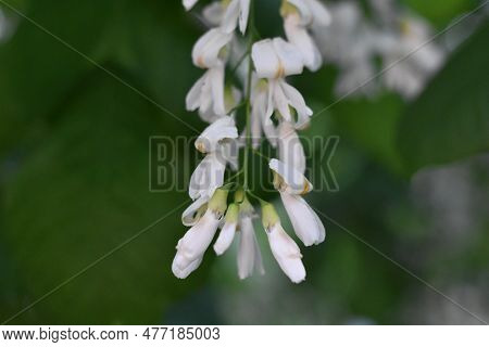 Yellowwood Tree White Blooming Branch In Central Park, Blurred Background