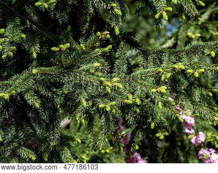 Big Brown Cones On A Spruce Tree On A Spring Morning In A City Park