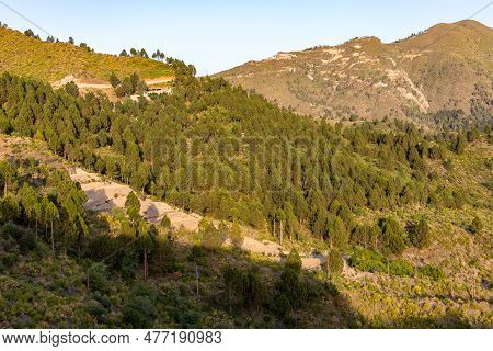 A Fascinating Of Pine Tree Forest On The Mountains Of Swat Valley In Pakistan