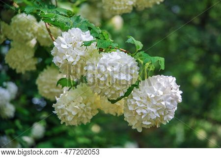 Viburnum Opulus, Guelder-rose Or Guelder Rose  Is A Shrub That Has Large White Flowers. An Ornamenta