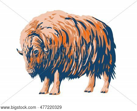Wpa Poster Art Of A Muskox Musk Ox Or Musk-ox, A Hoofed Mammal Of The Family Bovidae Native To The A