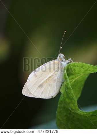 Cabbage Whilte Butterfly Clinging To A Leaf