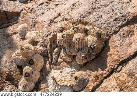 The Coral-covered Shore Dibba Rock In The Indian Ocean On The Coast Of The Gulf Of Omman In The Subu