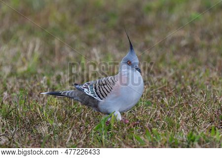 An Australian Adult Crested Pigeon -ocyphaps Lophotes- Bird On The Ground Walking, Looking For Food 