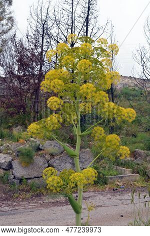 Beautiful Flowering Of The Yellow Giant Fennel, Also Known As Feshook In Sicily