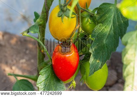 Sick Or Rotting Tomatoes On The Plant With Apical Rot Disease. Help