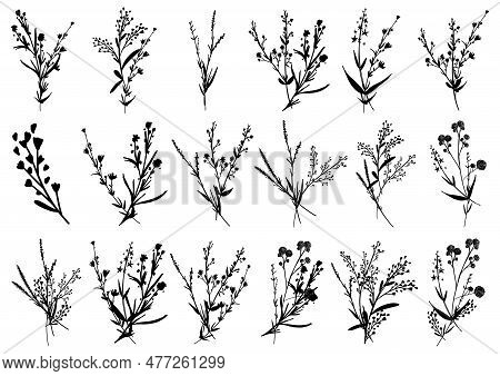 Big Set Silhouettes Botanic Blossom Floral Elements. Branches, Leaves, Herbs, Wild Plants, Flowers. 