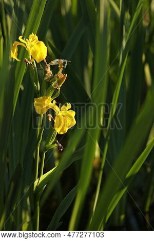 Yellow Iris Flowers On Green Background With Copy Space