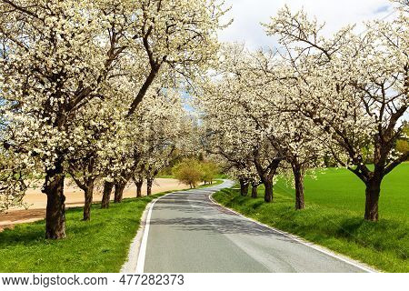 Road And Alley Of Flowering Cherry Trees In Latin Prunus Cerasus With Beautiful Sky. White Colored F