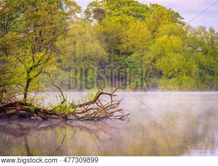 Fallen Tree In Ellesmere Mere At Dusk As Mist Develops On The Lake