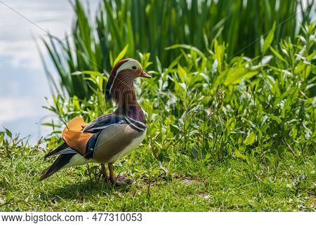 Mandarin Duck Stands On Bank By The Mere In Ellesmere In Shropshire