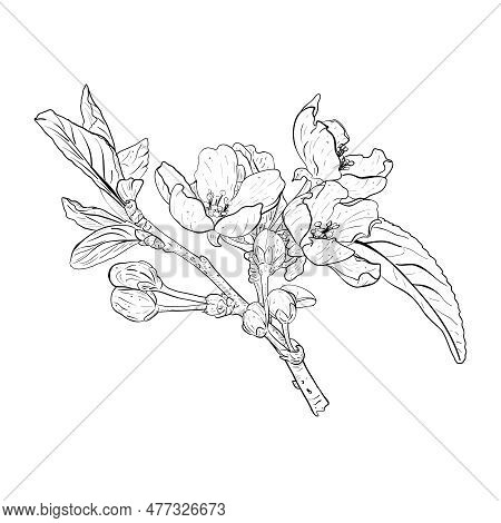 Vector Illustration Of Blooming Branch Of Cherry, Sakura, Apple, Plum, Wild Cherry Plum, Bird Cherry