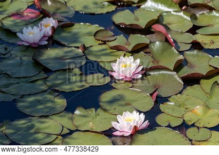 A Close Up View Of A Water Lily
