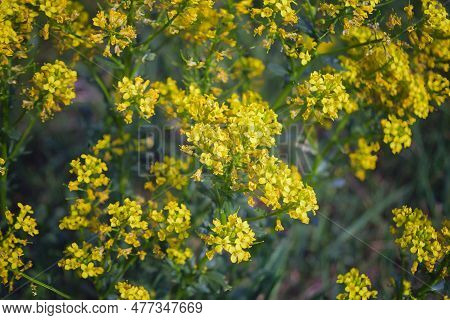 Barbarea Vulgaris, Yellow Rocketcress, Brassicaceae. Wild Plant Shot In Spring.