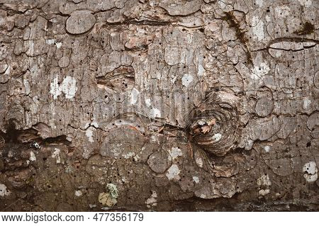 Close Up, The Imprint Of A Bark Beetle On A Piece Of Bark. The Tree Was Eaten By A Bark Beetle, Dry 