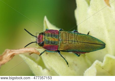 Natural Closeup On A Colorful Green And Red Metallic Jewel Beetle, Anthaxia Hungarica Sitting On A L