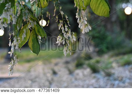 Yellowwood Tree Flowers Blooming In Central Park In Evening, Blurred Background
