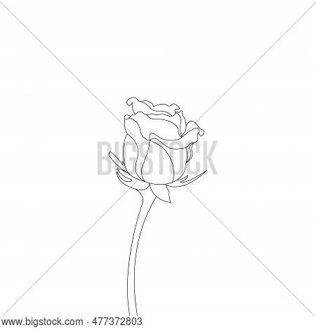 Rose Flower Hand Drawn Coloring Page With Decorative Style Line Art Vector Design