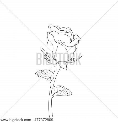 Rose Flower Hand Drawn Coloring Page With Decorative Style Line Art Vector Design
