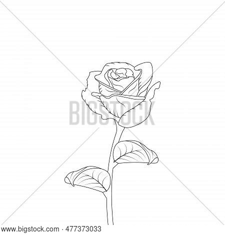 Rose Flower Hand Drawn Coloring Page With Decorative Style Line Art Vector Design