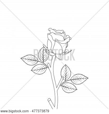 Rose Flower Hand Drawn Coloring Page With Decorative Style Line Art Vector Design