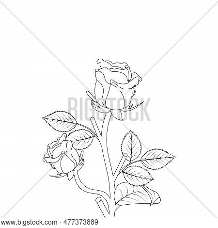 Rose Flower Hand Drawn Coloring Page With Decorative Style Line Art Vector Design