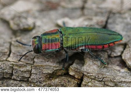 Natural Detailed Closeup On A Colorful Green And Red Metallic Jewel Beetle, Anthaxia Hungarica Sitti