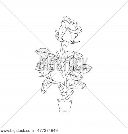 Rose Flower Hand Drawn Coloring Page With Decorative Style Line Art Vector Design